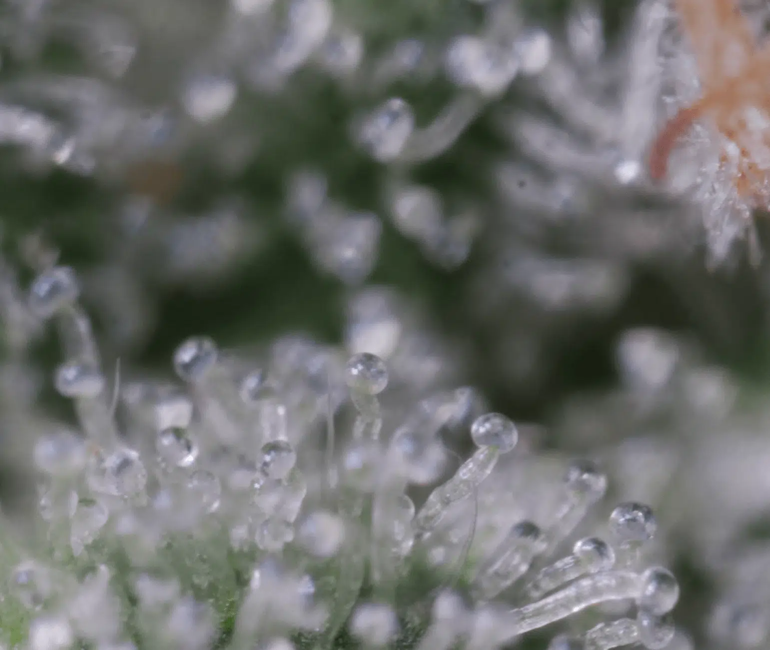 Macro of trichomes on a cannabis plant.