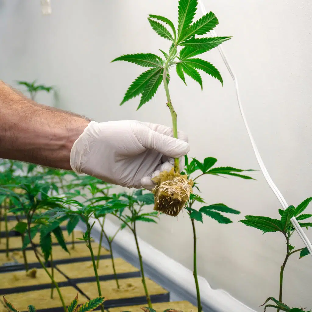 Cannabis plant cutting in rockwool cube with roots.