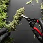 when to harvest marijuana a complete guide